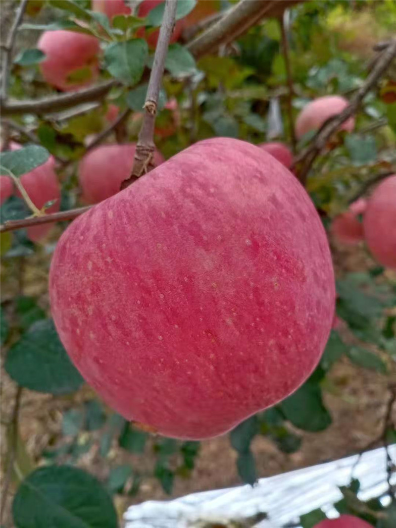 6e3a18e3012a2ae9c729e8bcea589c8.jpg 6e3a18e3012a2ae9c729e8bcea589c8.jpg